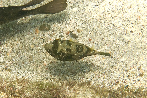 Pufferfish - Whitespotted Puffer