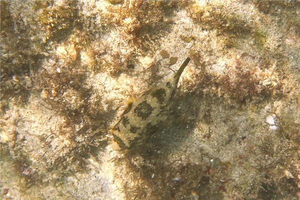 Pufferfish - Whitespotted Puffer