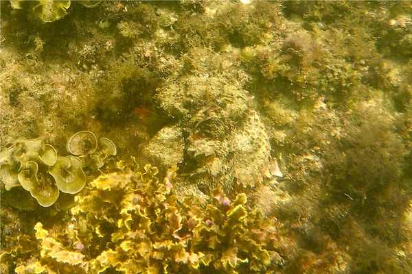 Scorpionfish - Stone Scorpionfish