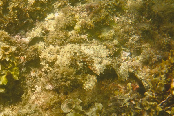 Scorpionfish - Stone Scorpionfish