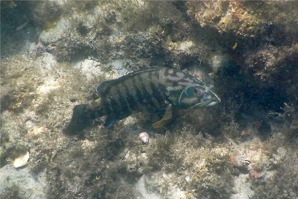 Groupers - Panama Graysby