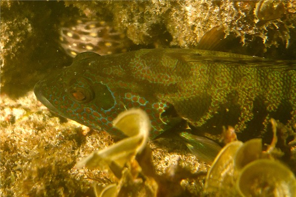 Groupers - Panama Graysby Groupers - Panama Graysby