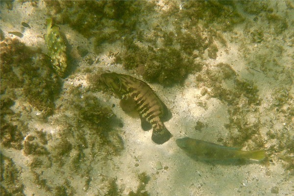 Groupers - Panama Graysby Groupers - Panama Graysby