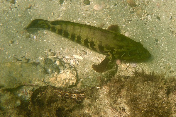 Groupers - Panama Graysby Groupers - Panama Graysby
