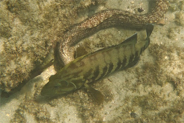 Groupers - Panama Graysby Groupers - Panama Graysby