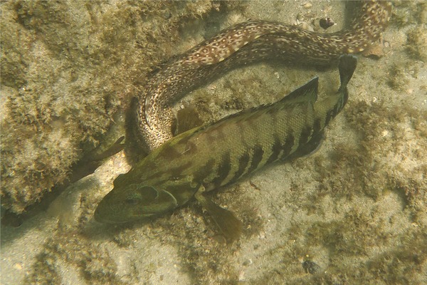 Groupers - Panama Graysby