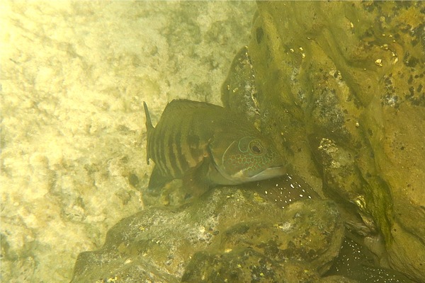 Groupers - Panama Graysby Groupers - Panama Graysby