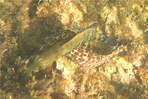 Groupers - Panama Graysby Groupers - Panama Graysby