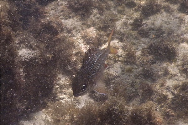 Squirrelfish - Tinsel Squirrelfish