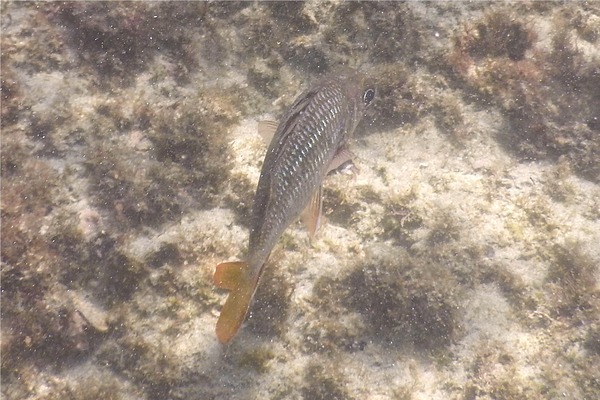 Squirrelfish - Tinsel Squirrelfish