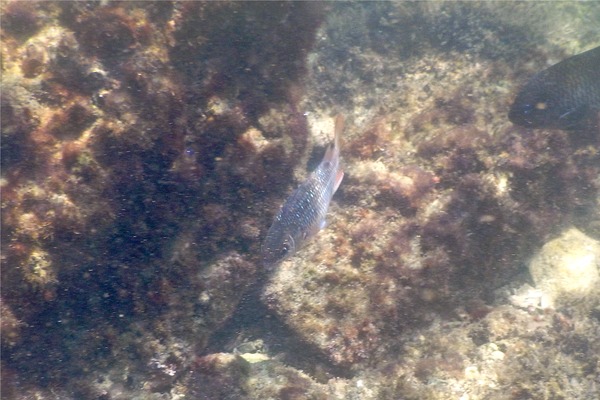 Squirrelfish - Tinsel Squirrelfish