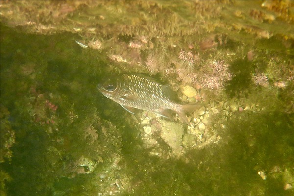 Squirrelfish - Tinsel Squirrelfish