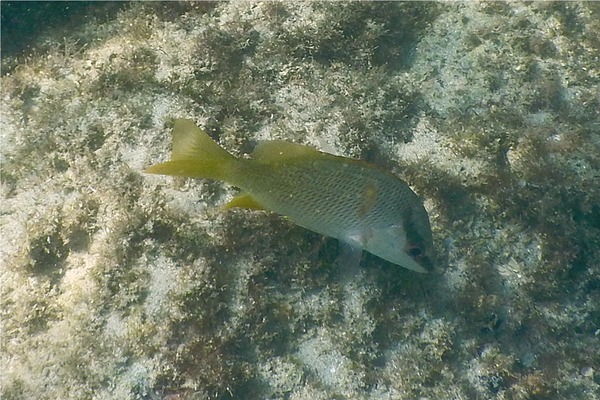 Snappers - Amarillo Snapper