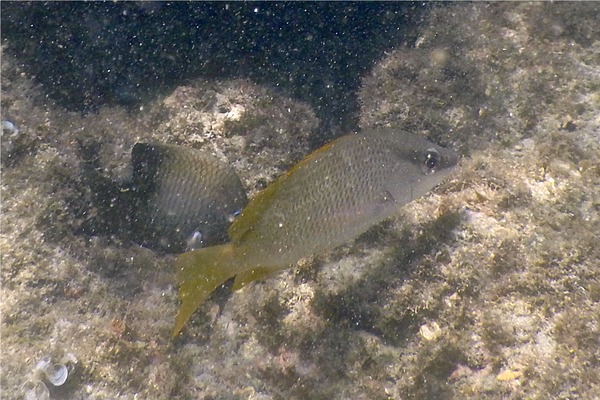 Snappers - Amarillo Snapper