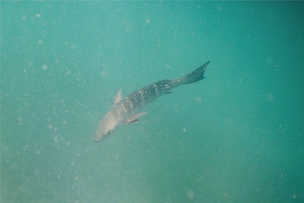 Snappers - Mullet Snapper