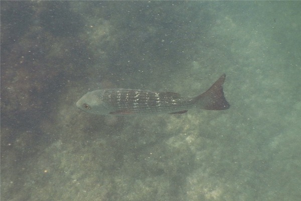 Snappers - Mullet Snapper