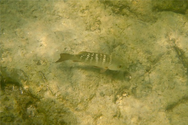 Snappers - Mullet Snapper Snappers - Mullet Snapper