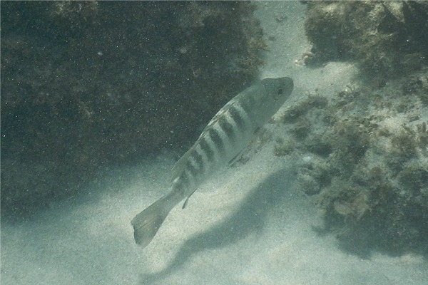 Snappers - Pacific Dog Snapper