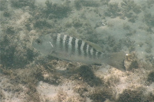 Snappers - Pacific Dog Snapper