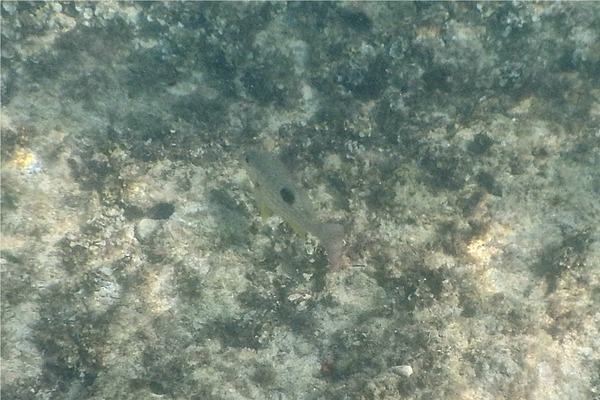 Snappers - Spotted Rose Snapper Snappers - Spotted Rose Snapper