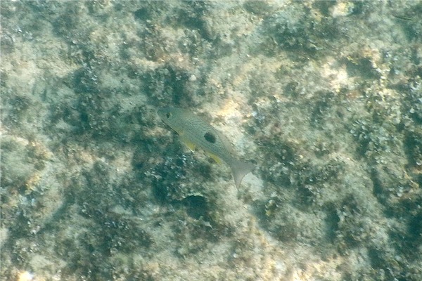 Snappers - Spotted Rose Snapper Snappers - Spotted Rose Snapper