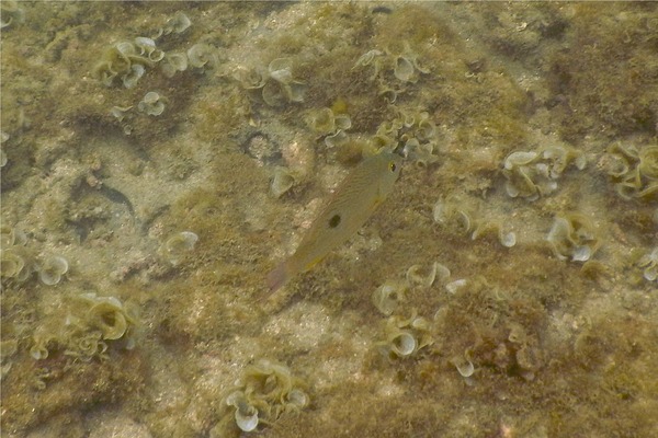 Snappers - Spotted Rose Snapper Snappers - Spotted Rose Snapper