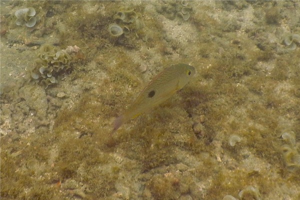 Snappers - Spotted Rose Snapper