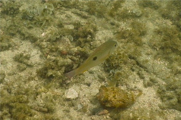 Snappers - Spotted Rose Snapper Snappers - Spotted Rose Snapper
