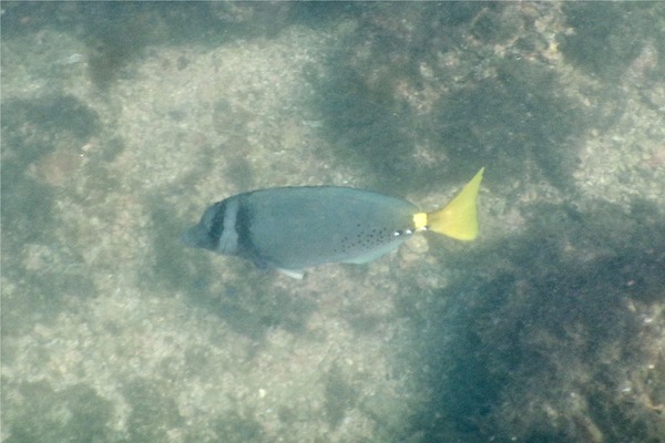 Surgeonfish - Razor Surgeonfish Surgeonfish - Razor Surgeonfish