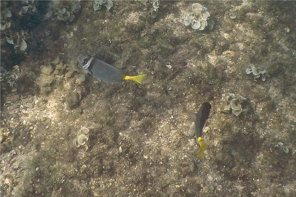 Surgeonfish - Razor Surgeonfish Surgeonfish - Razor Surgeonfish