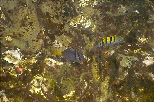 Surgeonfish - Razor Surgeonfish Surgeonfish - Razor Surgeonfish