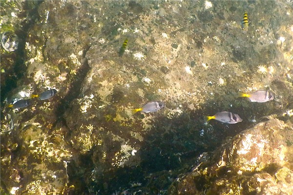 Surgeonfish - Razor Surgeonfish Surgeonfish - Razor Surgeonfish