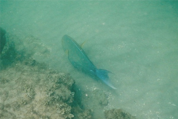 Surgeonfish - Yellowfin Surgeonfish