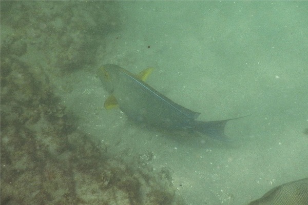 Surgeonfish - Yellowfin Surgeonfish