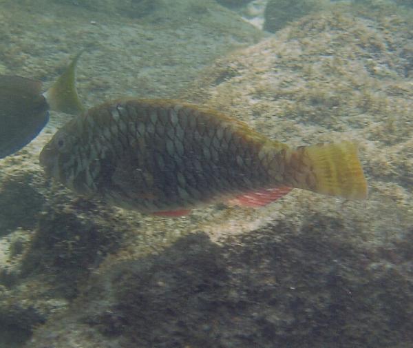 Parrotfish - Yellowtail Parrotfish