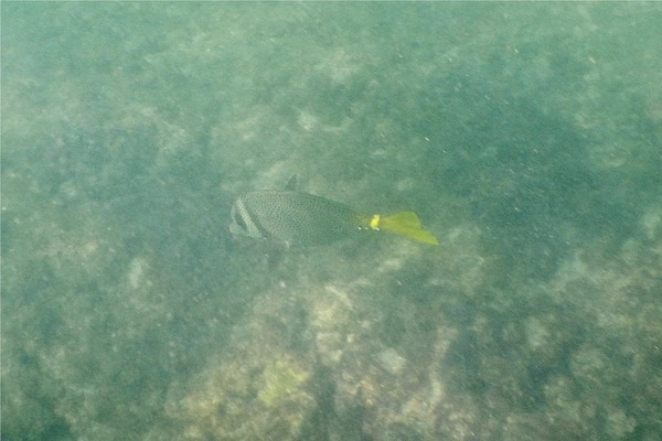 Surgeonfish - Yellowtail Surgeonfish