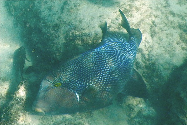 Triggerfish - Blunthead Triggerfish