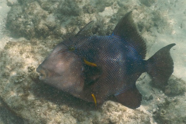 Triggerfish - Blunthead Triggerfish