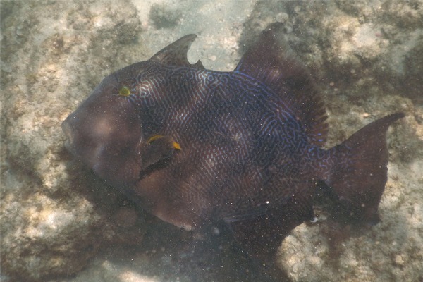 Triggerfish - Blunthead Triggerfish