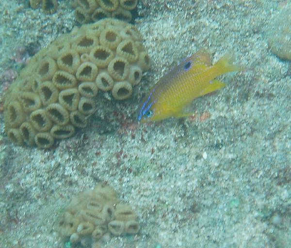 Damselfish - Longfin Damselfish