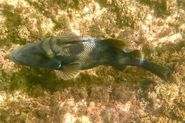 Triggerfish - Blunthead Triggerfish Triggerfish - Blunthead Triggerfish