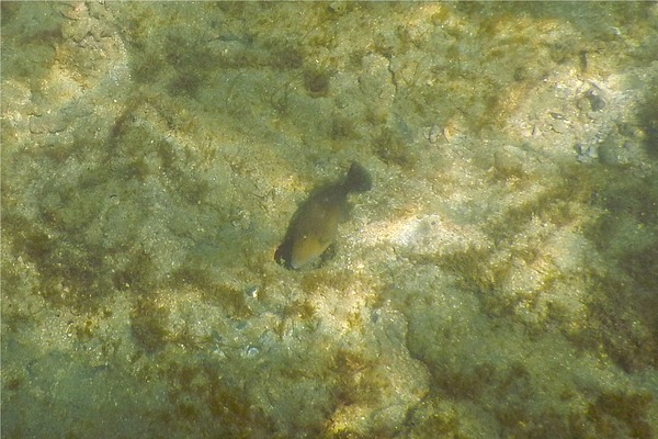 Triggerfish - Orangeside Triggerfish Triggerfish - Orangeside Triggerfish