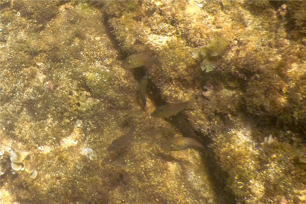 Triggerfish - Orangeside Triggerfish Triggerfish - Orangeside Triggerfish