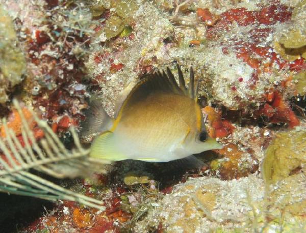 Butterflyfish - Longsnout Butterflyfish