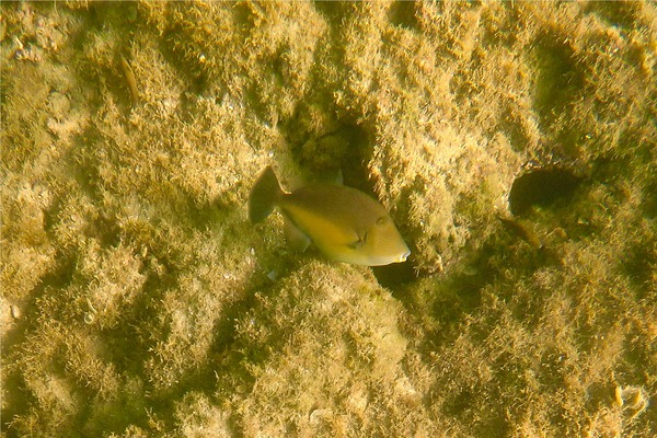 Triggerfish - Orangeside Triggerfish