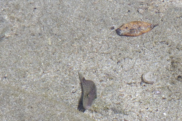 Triggerfish - Orangeside Triggerfish Triggerfish - Orangeside Triggerfish