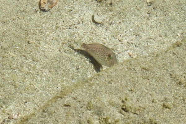 Triggerfish - Orangeside Triggerfish Triggerfish - Orangeside Triggerfish