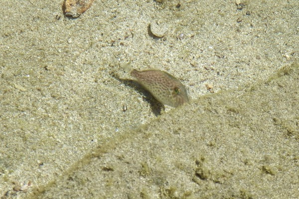 Triggerfish - Orangeside Triggerfish