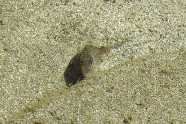 Triggerfish - Orangeside Triggerfish Triggerfish - Orangeside Triggerfish