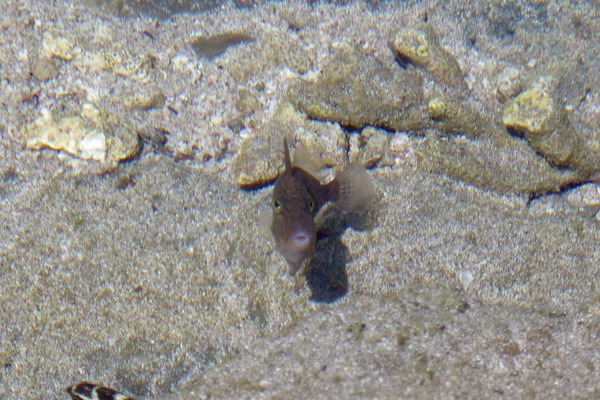 Triggerfish - Orangeside Triggerfish Triggerfish - Orangeside Triggerfish
